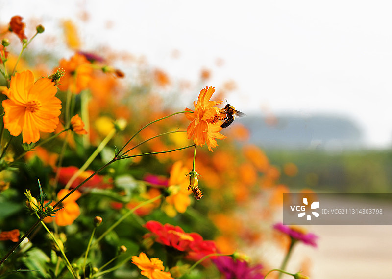 盛开的花朵图片素材