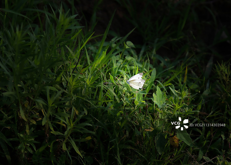 草地上的蝴蝶图片素材