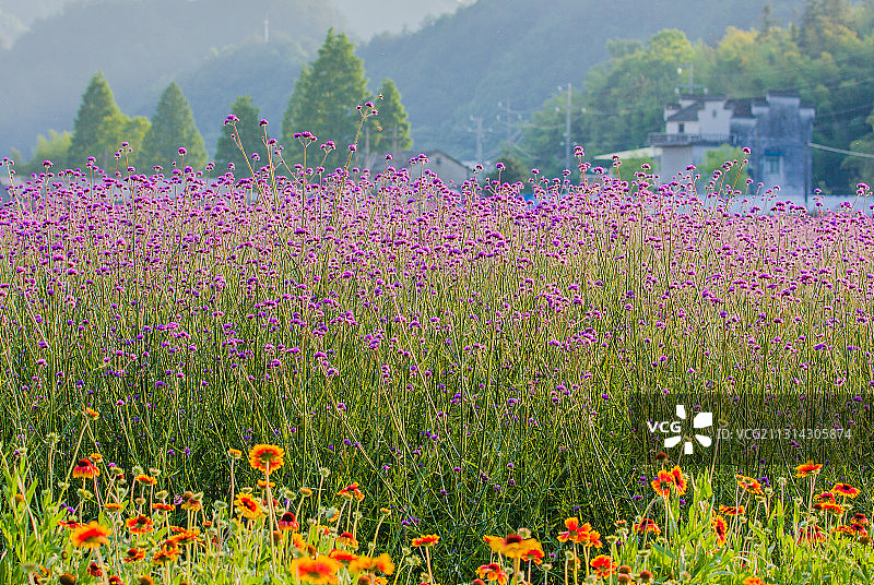 马鞭草图片素材