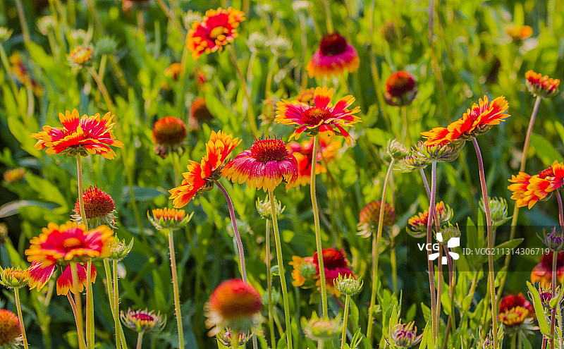 天人菊图片素材
