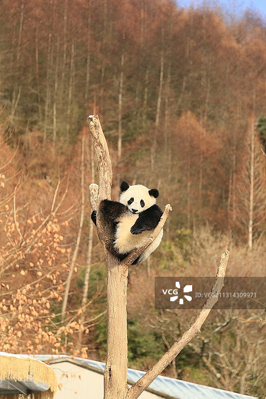 滚滚儿图片素材