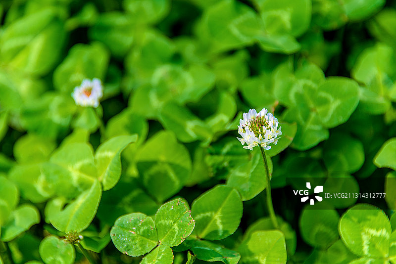 豆科植物白车轴草的白色小花图片素材