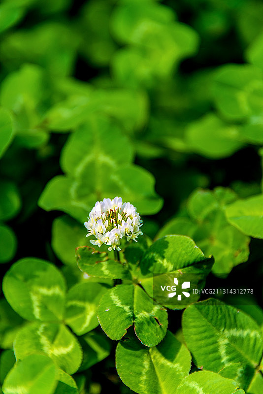 豆科植物白车轴草的白色小花图片素材