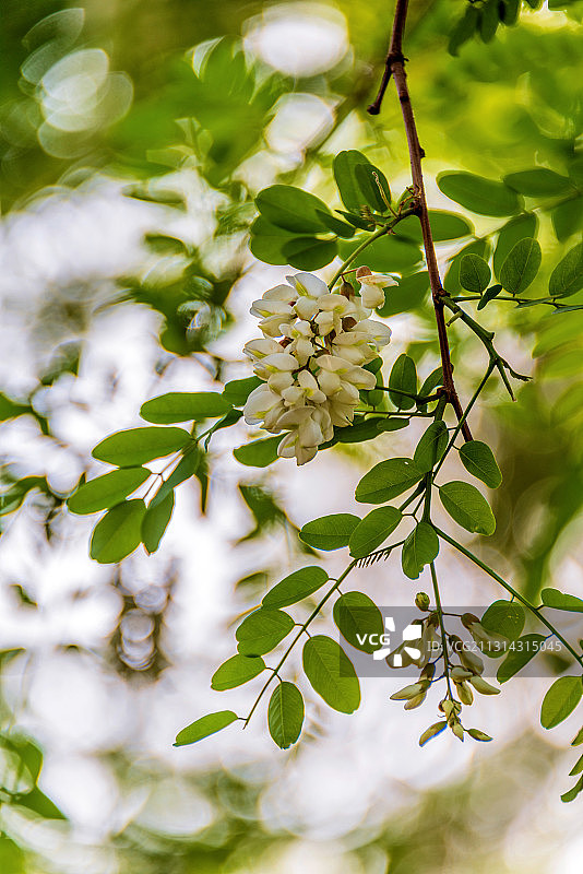 豆科植物——刺槐图片素材