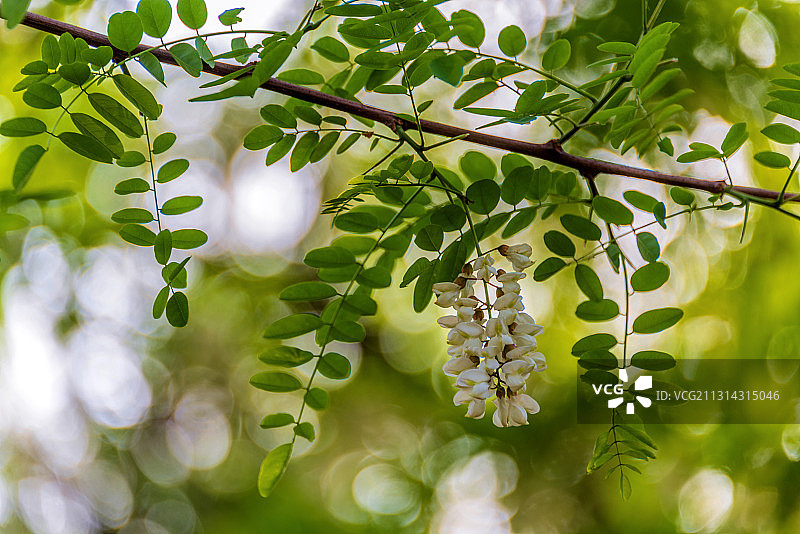 豆科植物——刺槐图片素材