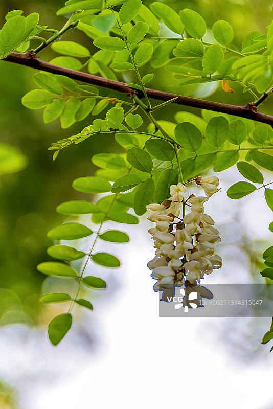 豆科植物——刺槐图片素材