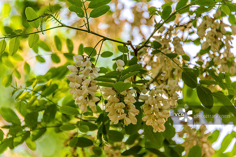 豆科植物——刺槐图片素材