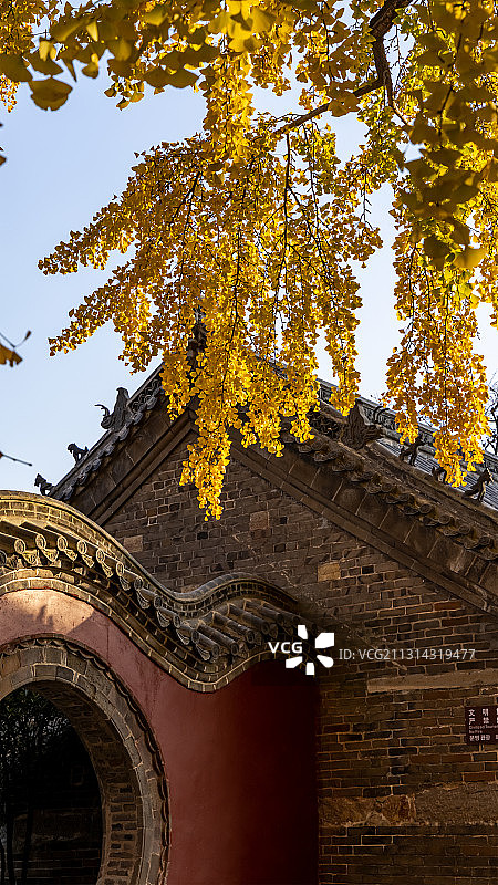 手机竖版银杏古寺庙图片素材