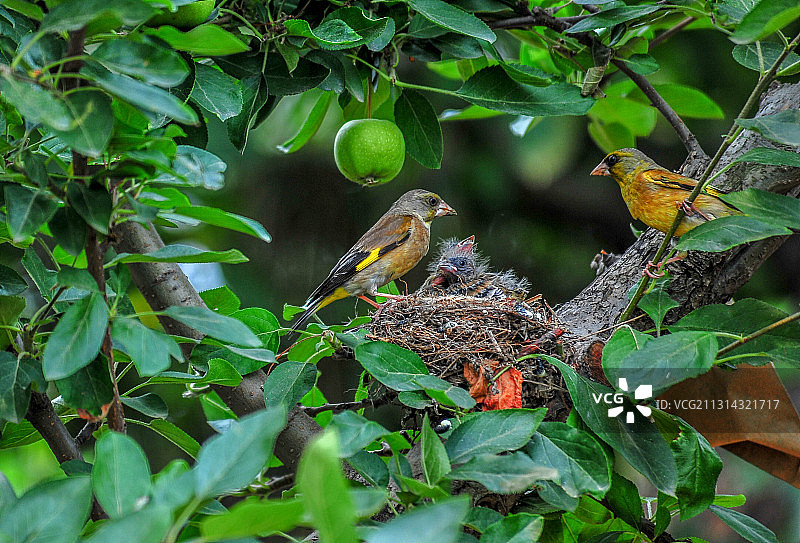 苹果园中的金翅雀一家图片素材
