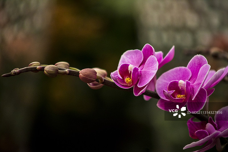 蝴蝶兰图片素材