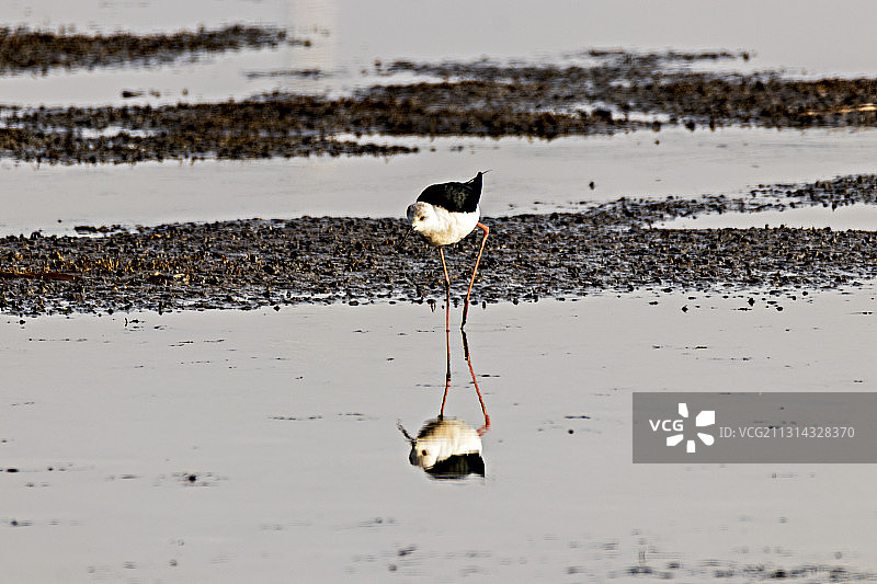 红脚鹬图片素材
