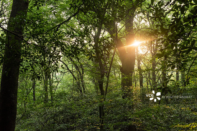 江苏省南京市玄武区紫金山灵谷寺景区志公殿户外低视角风光图片素材