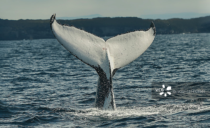 南澳座头鲸图片素材