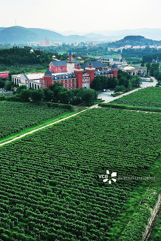 山东枣庄汉诺葡萄庄园图片素材