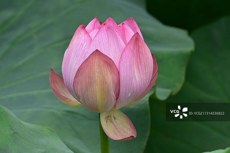 古树苑的荷花图片素材