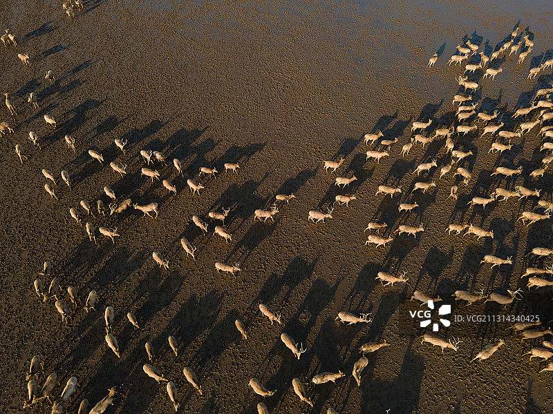 航拍麋鹿群图片素材