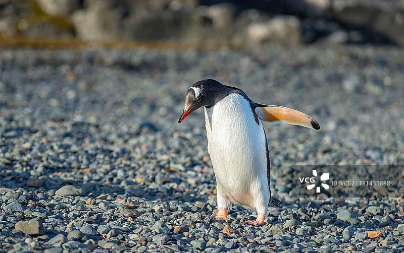 南极金图企鹅图片素材