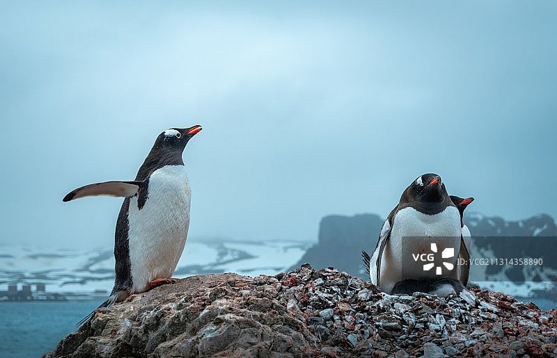南极金图企鹅图片素材