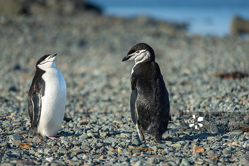 南极帽带企鹅图片素材