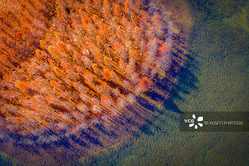 松雅湖水杉之晨图片素材