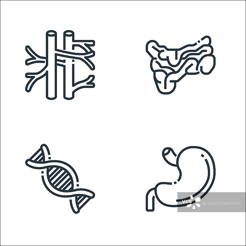人体器官线性图标合集图片素材