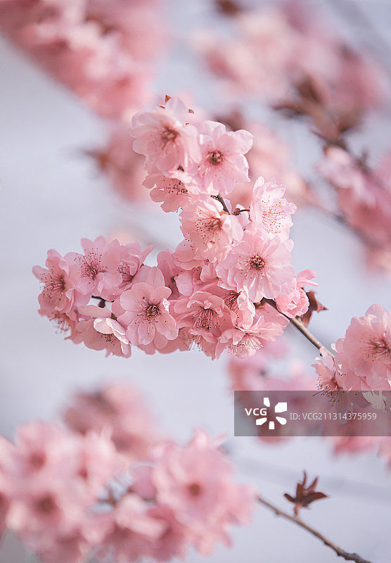 心花怒放图片素材