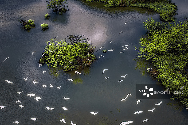 湿地鹭影图片素材