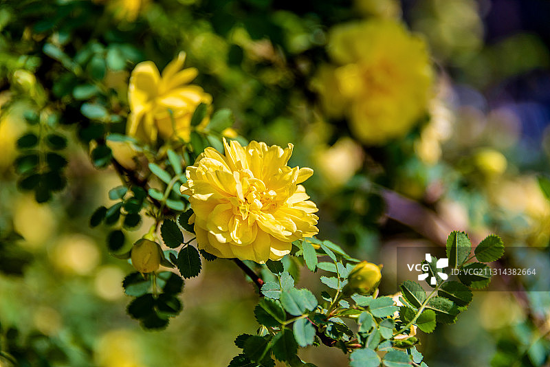 蔷薇科植物——黄刺玫图片素材