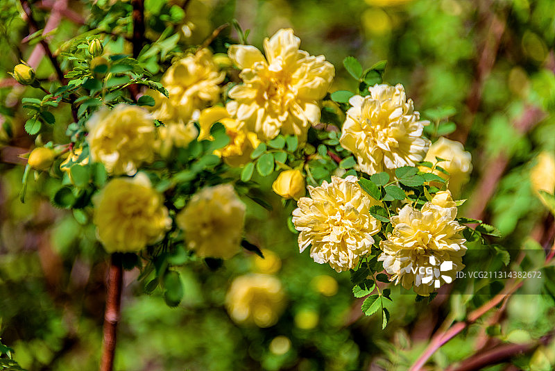 蔷薇科植物——黄刺玫图片素材