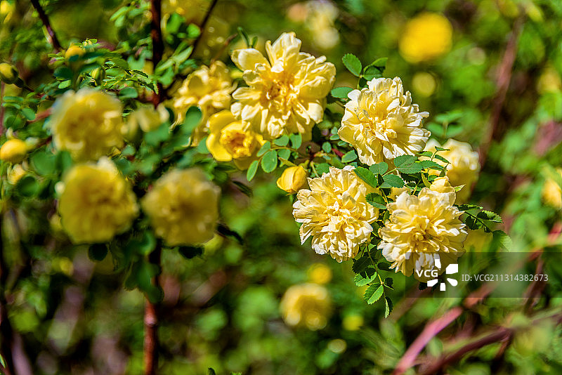 蔷薇科植物——黄刺玫图片素材