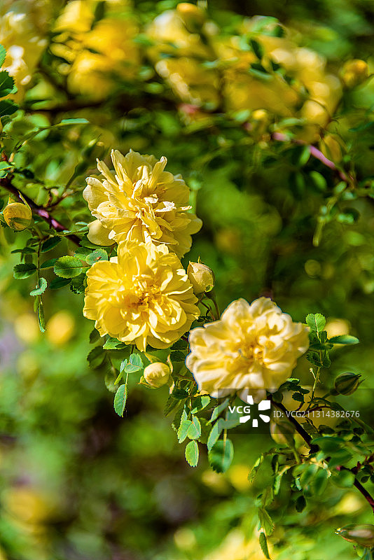 蔷薇科植物——黄刺玫图片素材