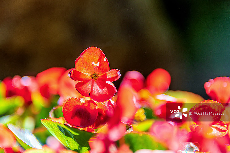 玫红四季秋海棠图片素材