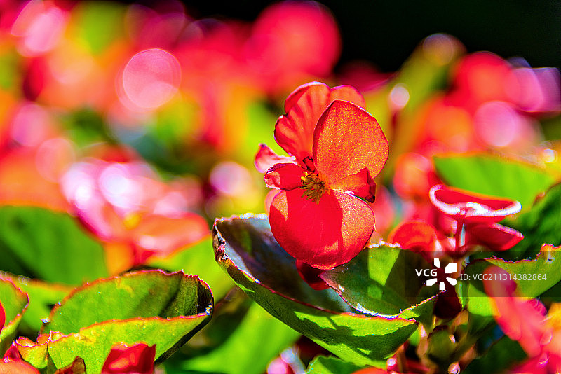玫红四季秋海棠图片素材