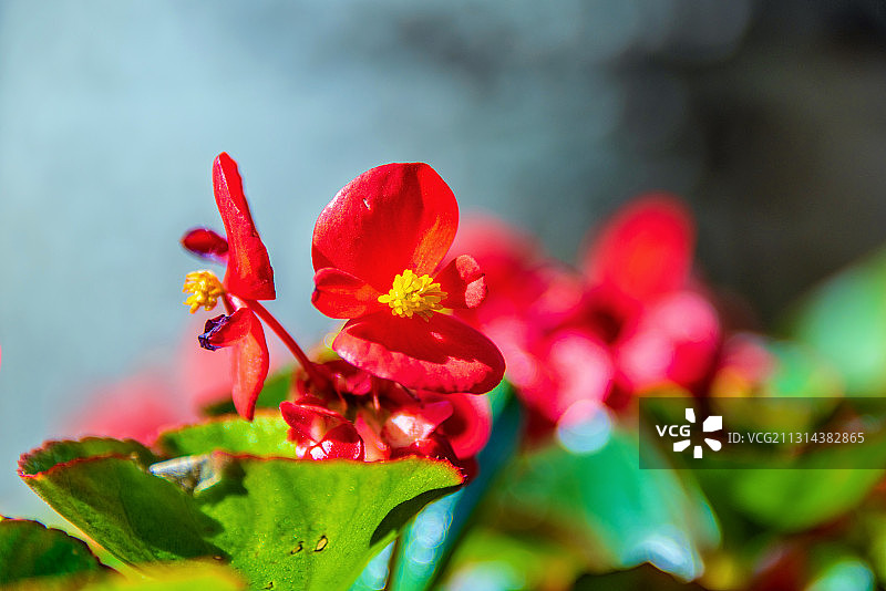 玫红四季秋海棠图片素材