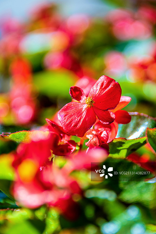玫红四季秋海棠图片素材