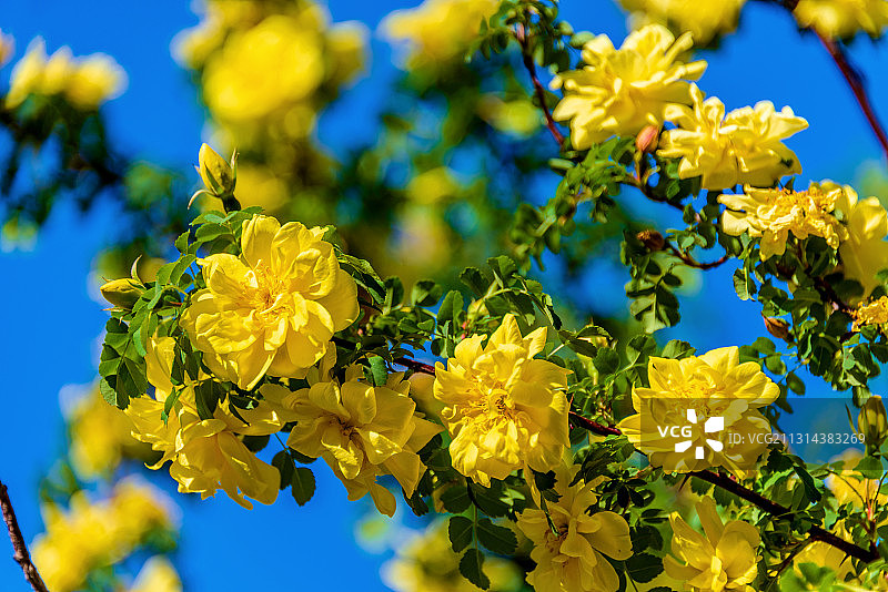 蔷薇科植物——黄刺玫图片素材