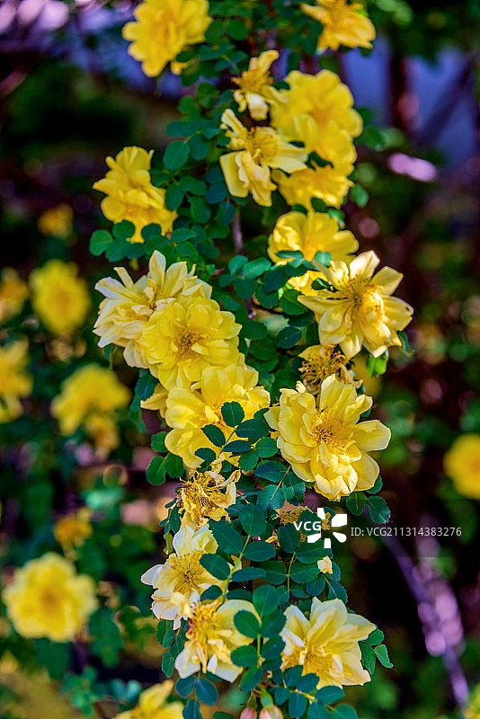蔷薇科植物——黄刺玫图片素材