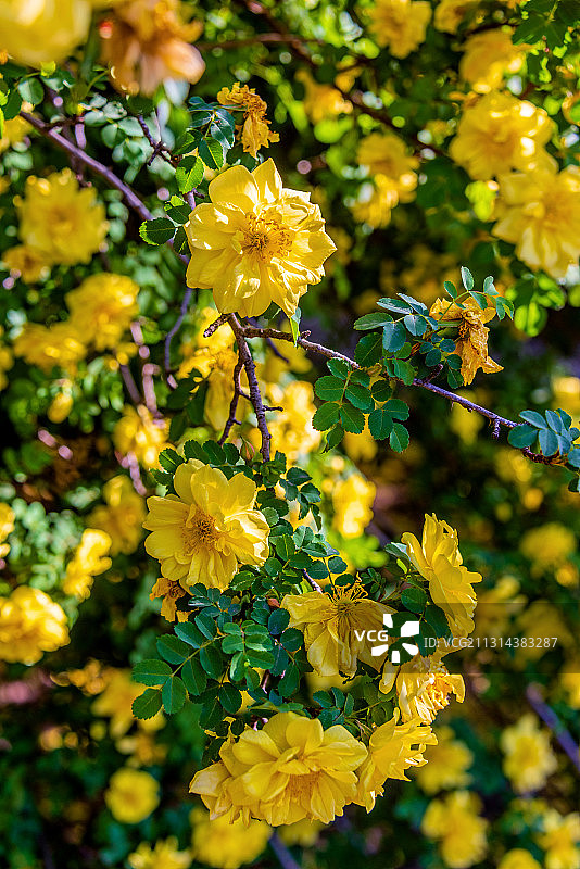 蔷薇科植物——黄刺玫图片素材