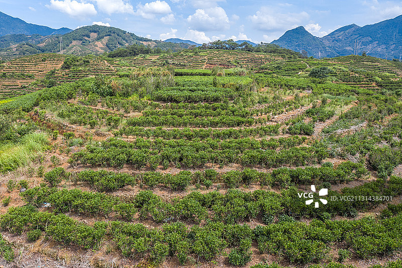 广东潮州凤凰单丛茶茶田航拍图片素材