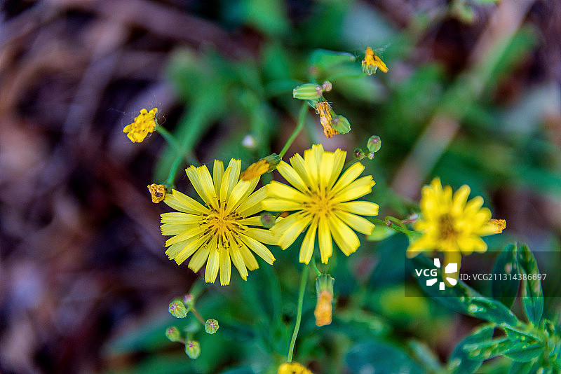 田野间开放的野花图片素材