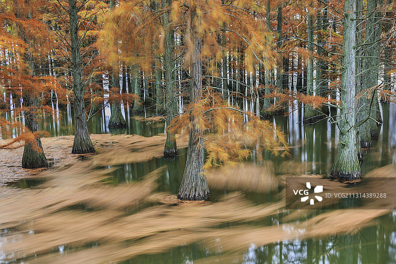 南京市六合区竹镇止马岭水杉图片素材