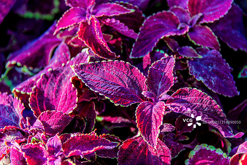 多年生草本植物——天鹅绒红彩叶草图片素材