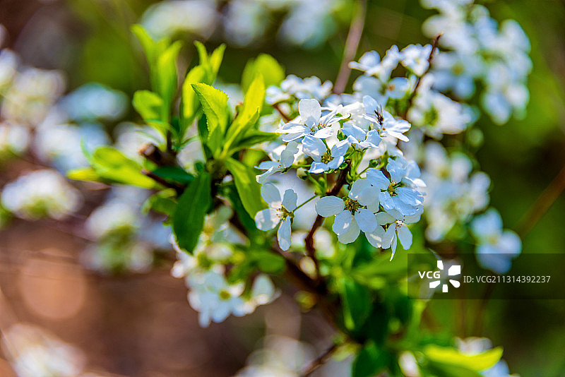 开放的蔷薇科植物——绣线菊图片素材