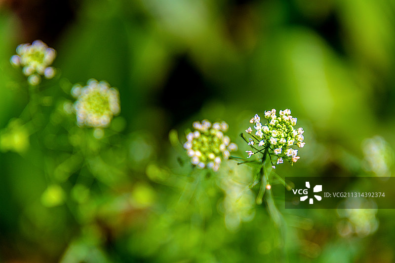 开放的十字花科植物——荠菜花图片素材