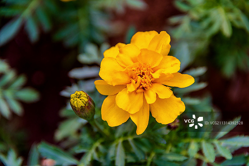 开放的菊科万寿菊属植物——孔雀草图片素材