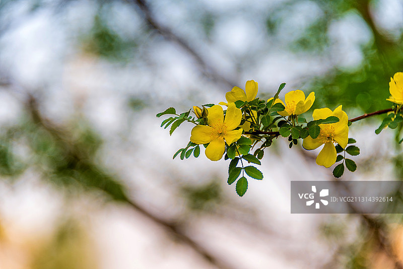 蔷薇科植物——黄蔷薇图片素材