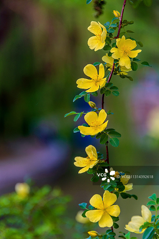 蔷薇科植物——黄蔷薇图片素材