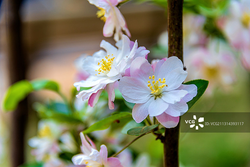 蔷薇科植物——西府海棠花图片素材