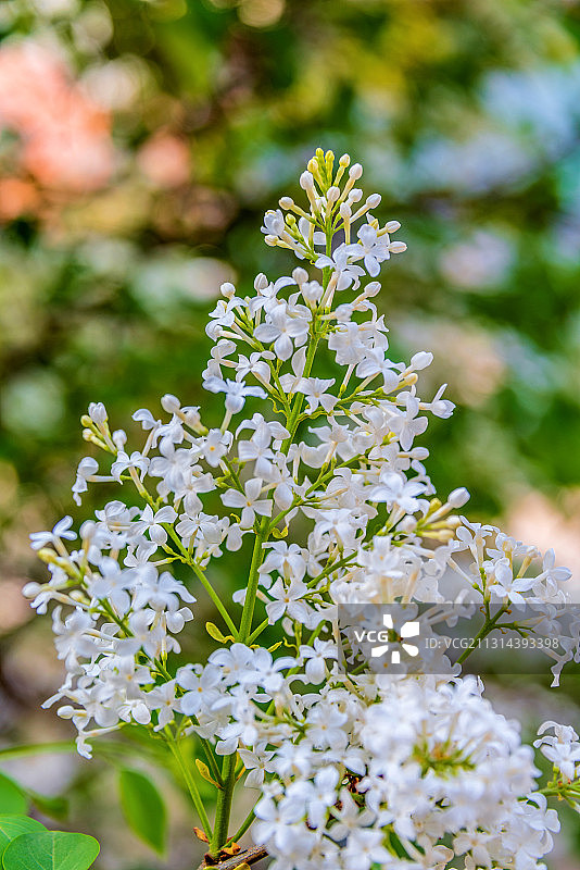 开放的木犀科植物——白丁香花图片素材