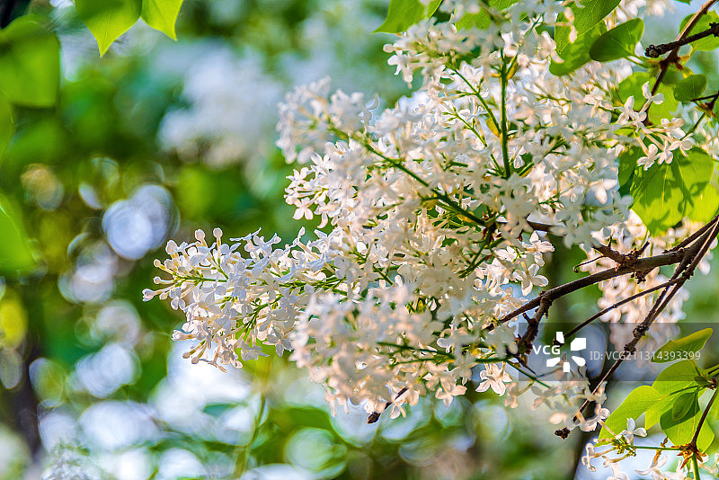 开放的木犀科植物——白丁香花图片素材